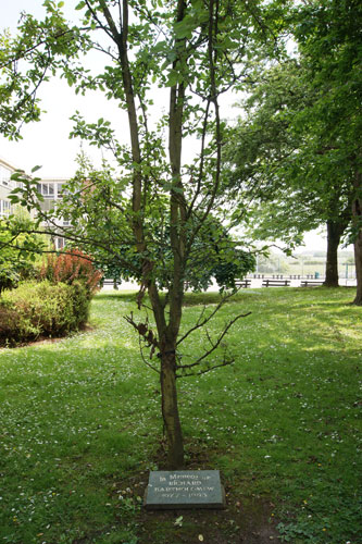 Memorial Tree